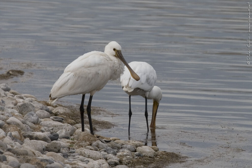 Eurasian Spoonbill