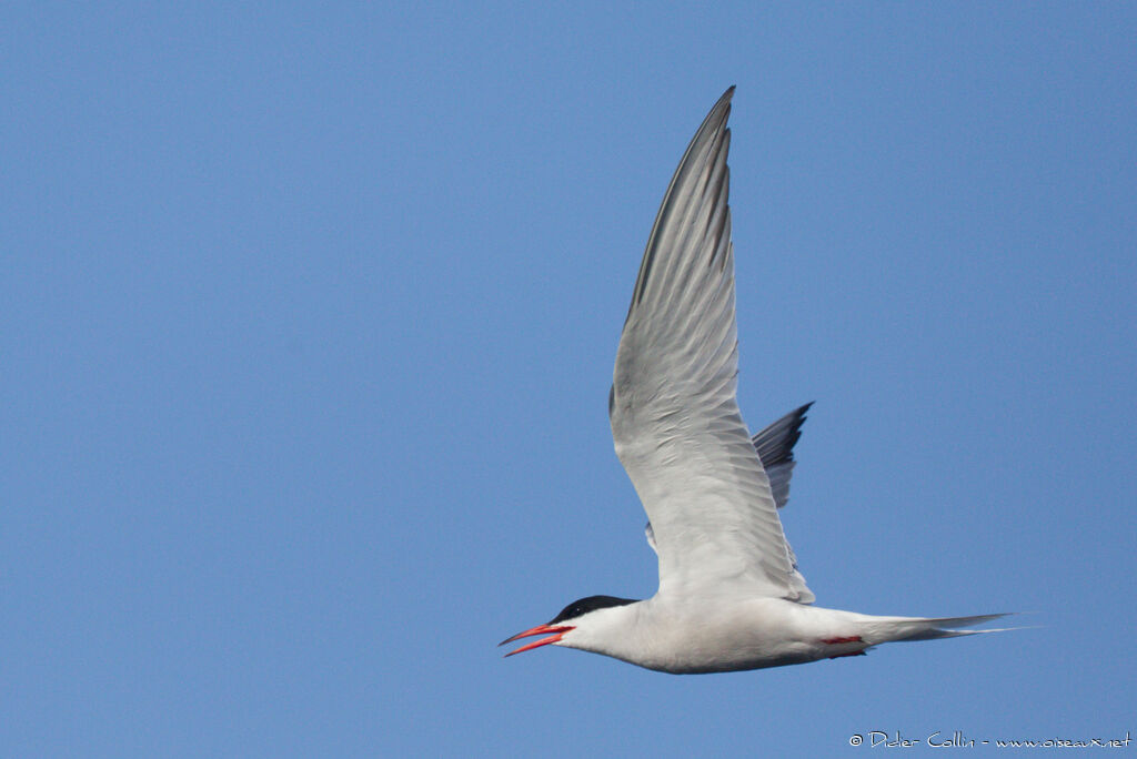 Common Ternadult, Flight