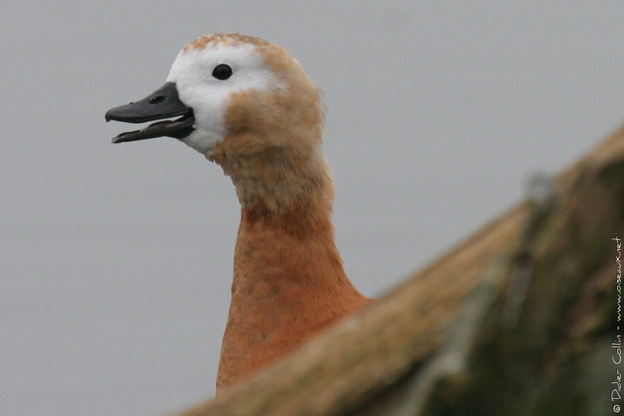Ruddy Shelduckadult