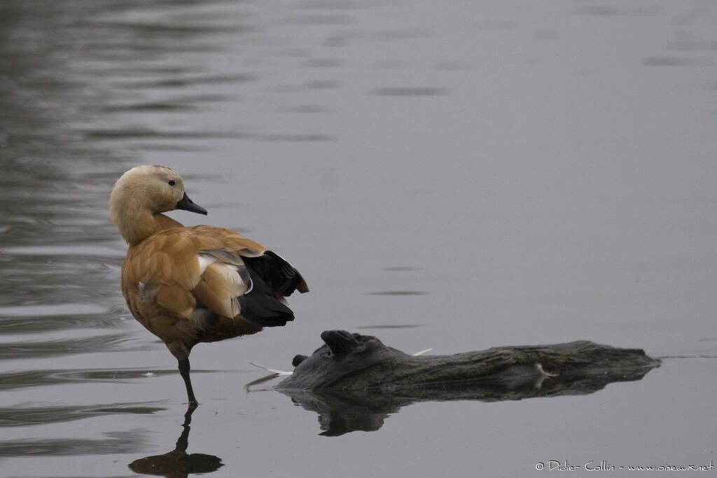Ruddy Shelduckadult, identification