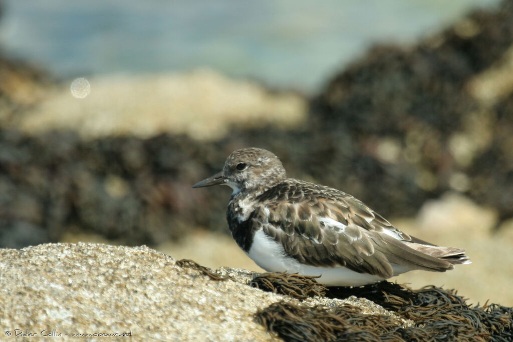 Tournepierre à collier, identification