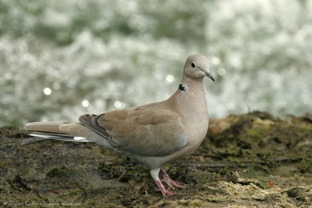 Eurasian Collared Dove, identification