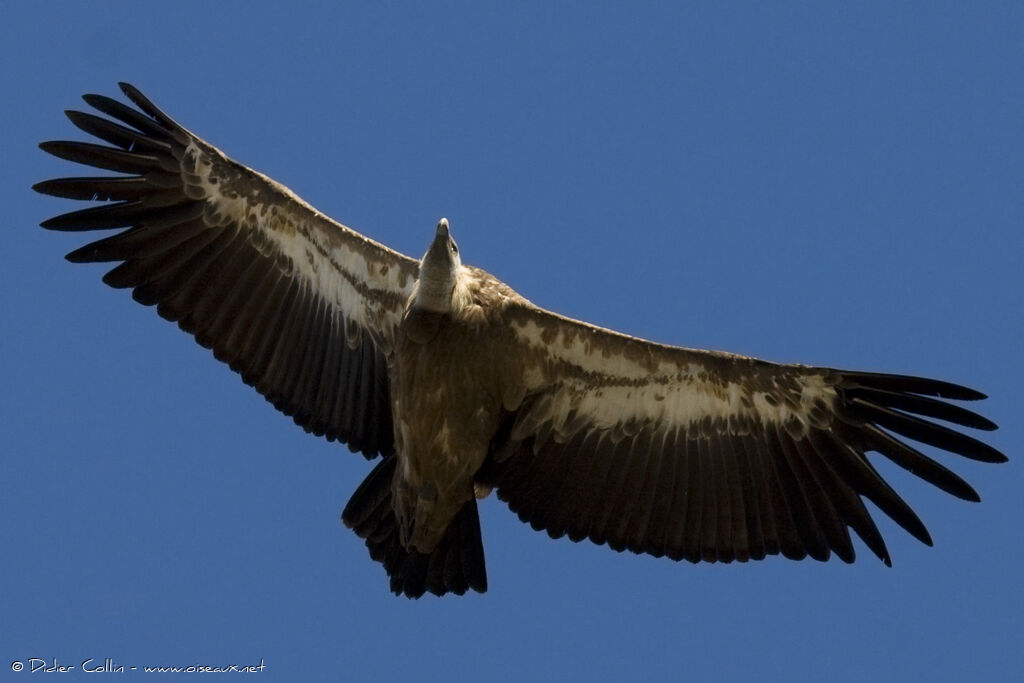 Vautour fauve