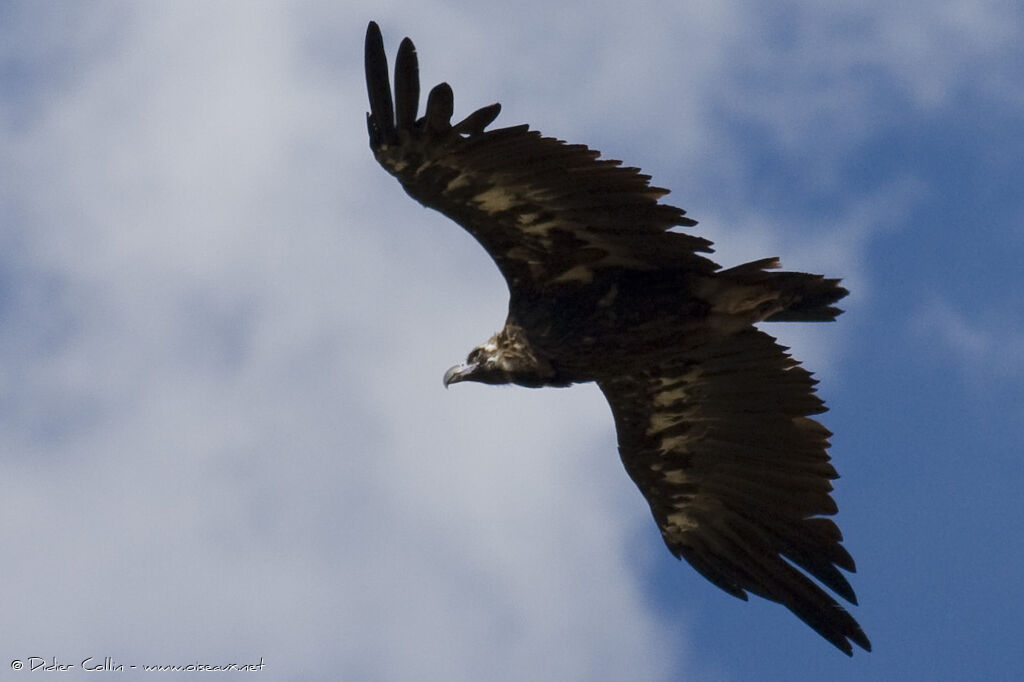 Vautour moine