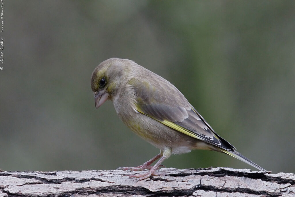 Verdier d'Europe, identification