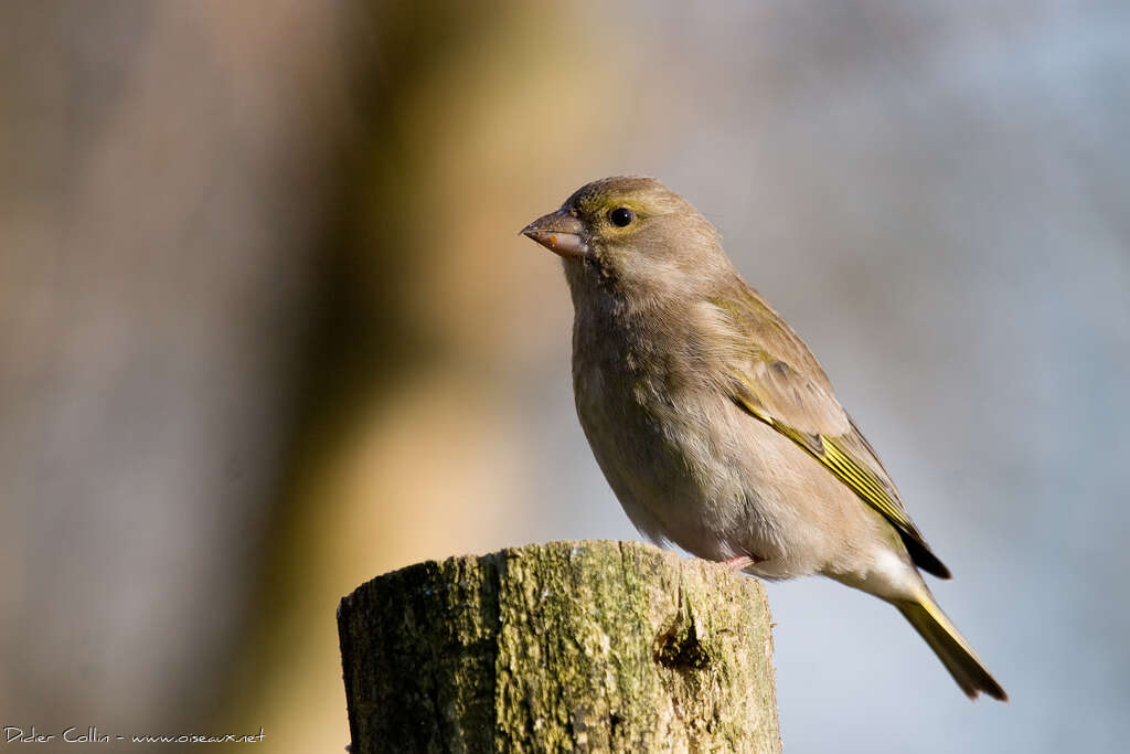 Verdier d'Europe femelle adulte, identification