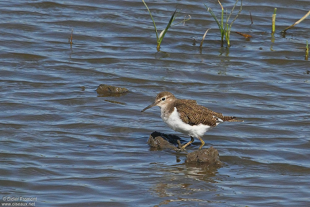 Common Sandpiper