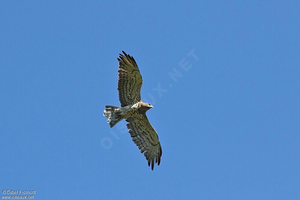 Short-toed Snake Eagle