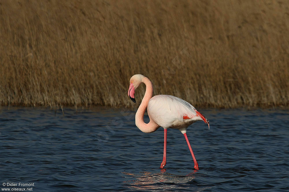 Flamant rose