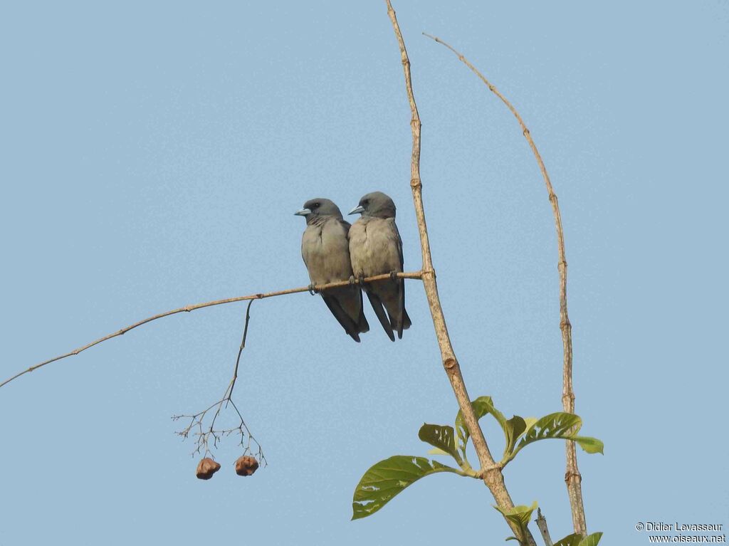 Langrayen brunadulte nuptial, habitat, composition, pigmentation, parade
