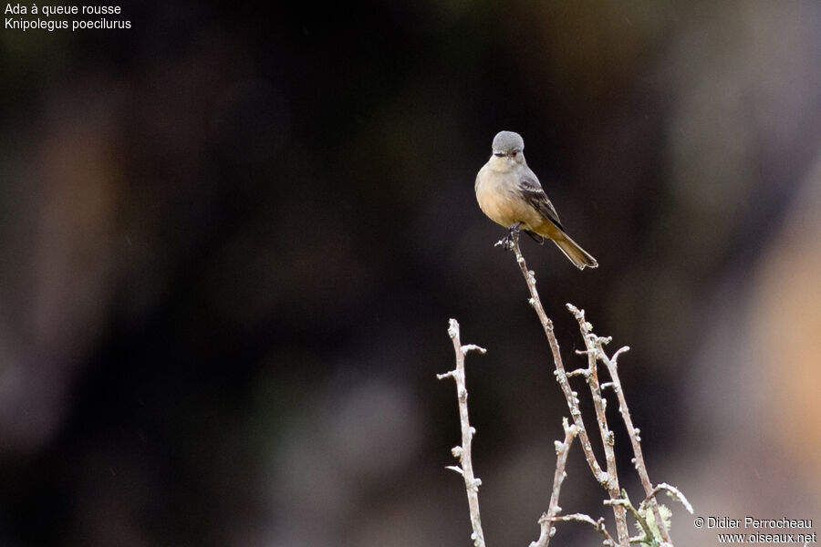 Rufous-tailed Tyrant