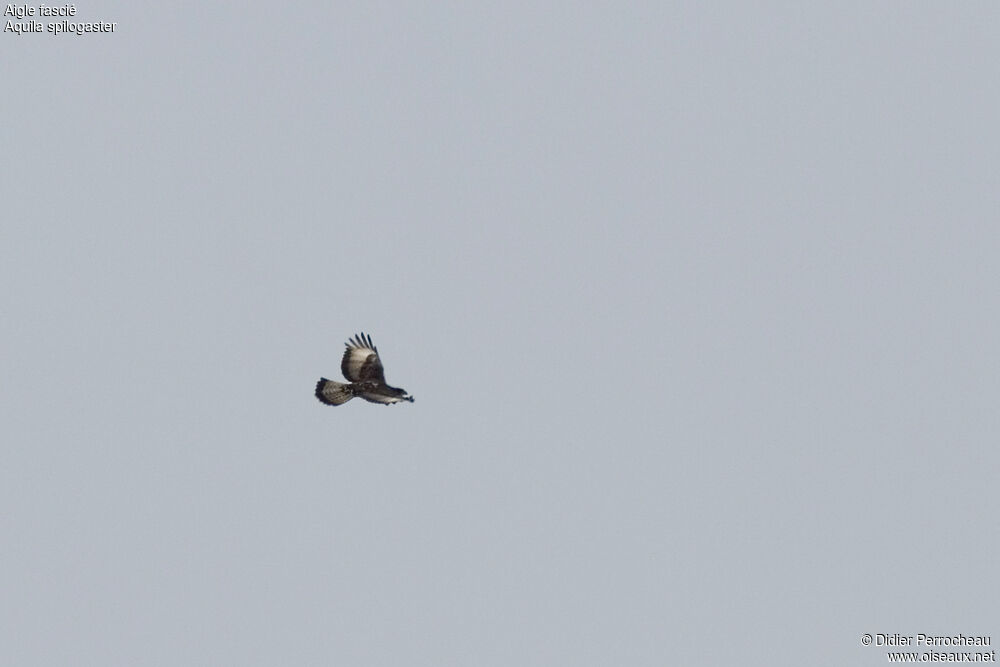 Aigle fascié, Vol