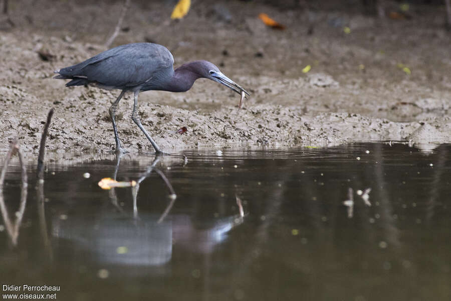 Aigrette bleueadulte, habitat, régime, pêche/chasse