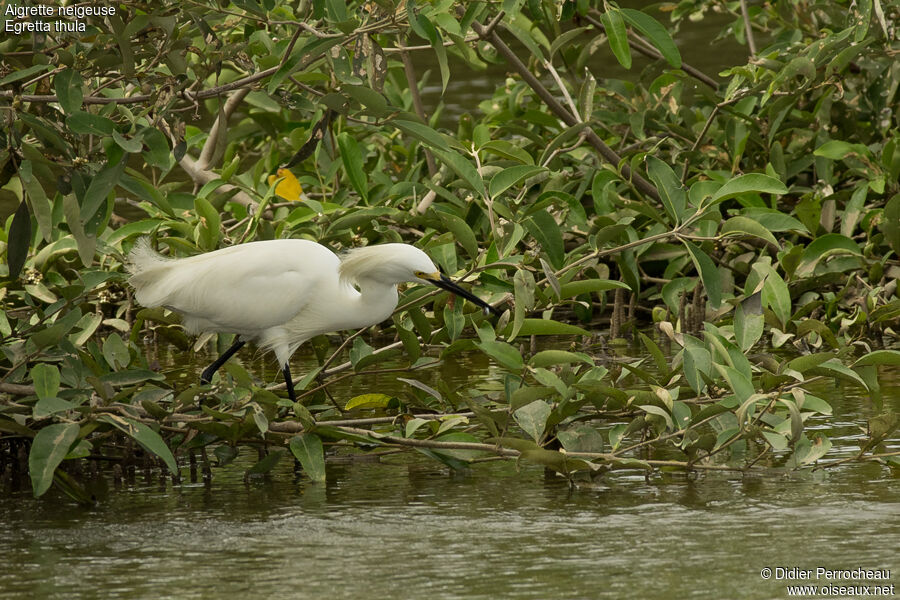 Aigrette neigeuse