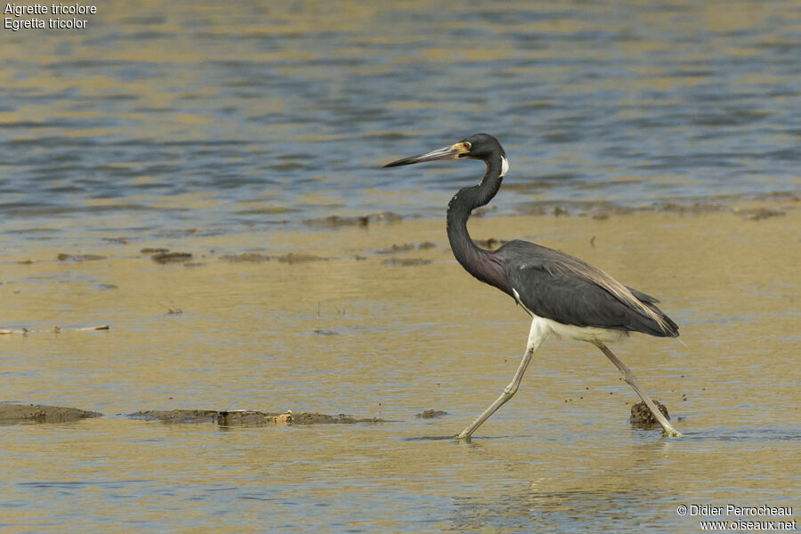 Aigrette tricolore