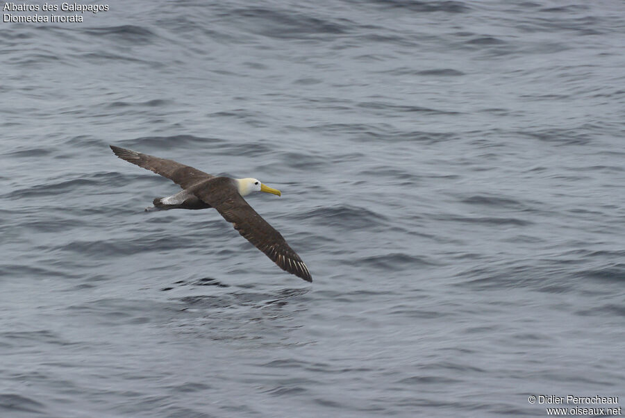 Albatros des Galapagos, Vol