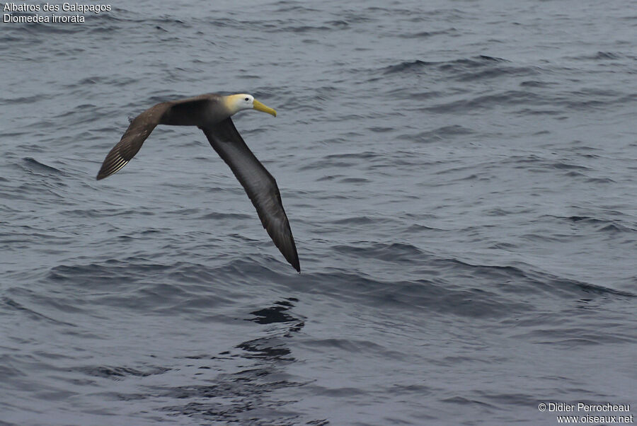 Albatros des Galapagos, Vol