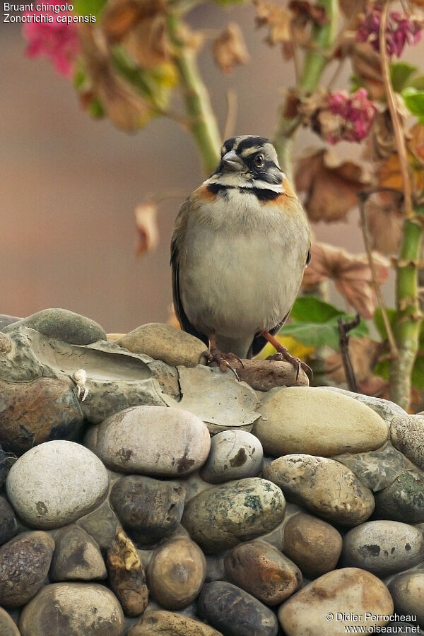 Rufous-collared Sparrow, identification