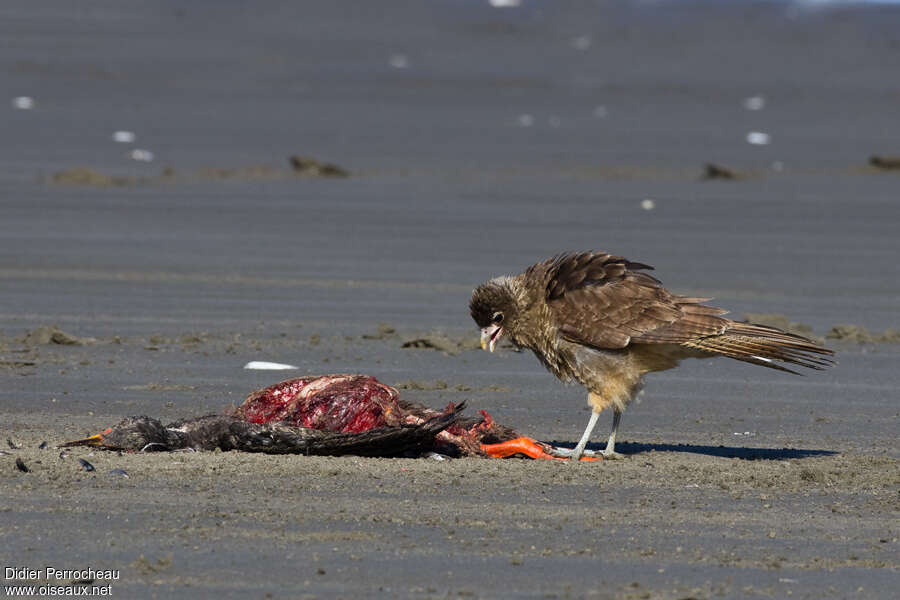Caracara chimangoadulte, mange