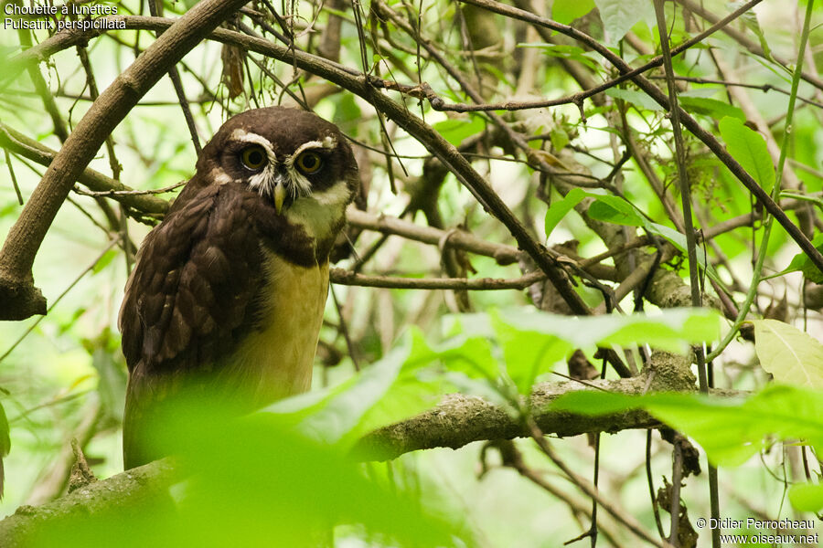 Chouette à lunettes