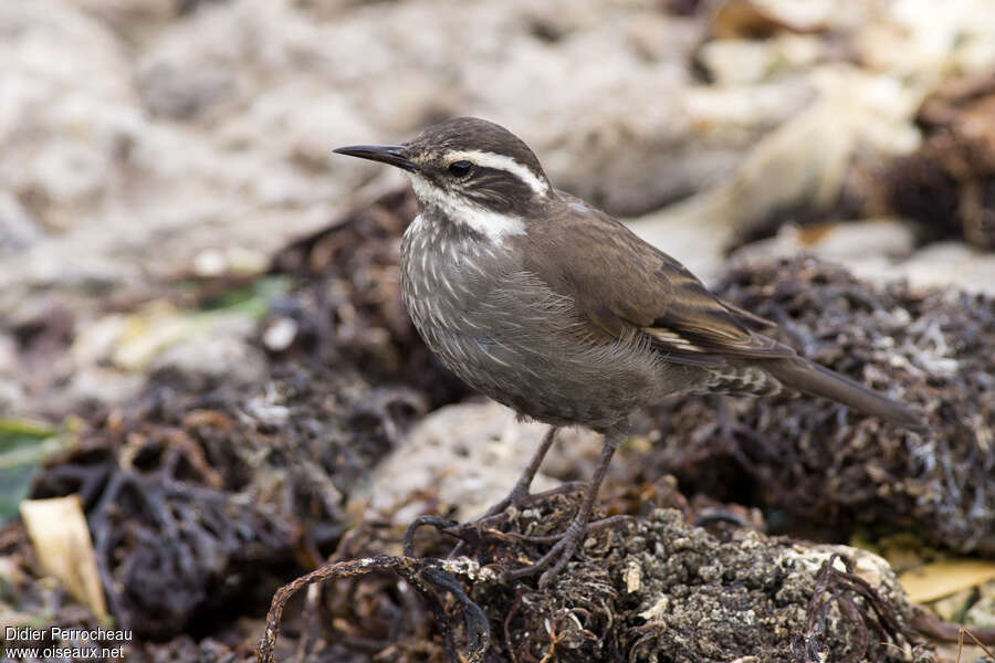 Cinclode à ventre sombreadulte, identification