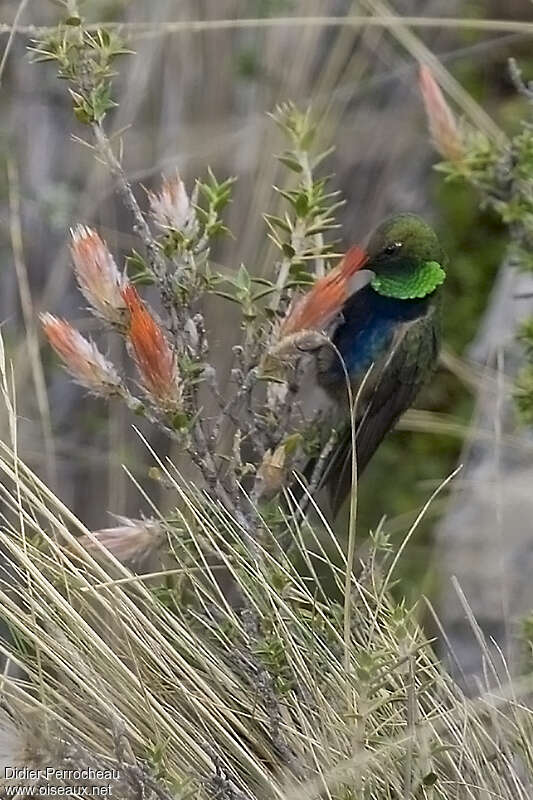 Colibri à plastron noir mâle adulte, pigmentation, mange