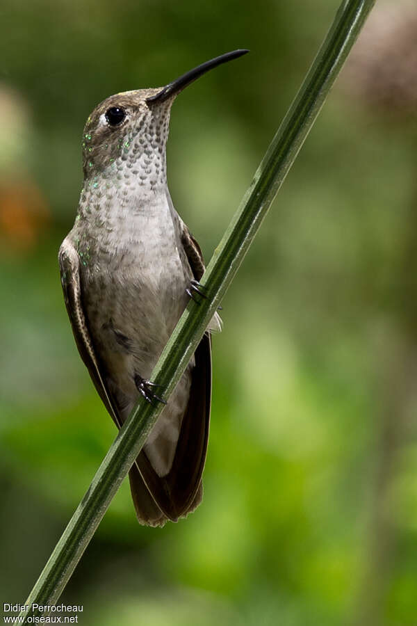 Colibri de Taczanowskiadulte, portrait