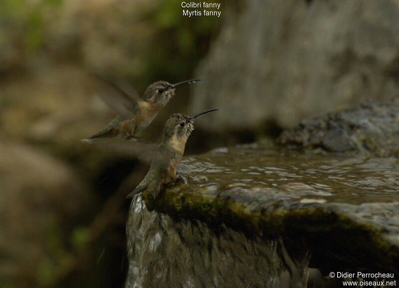 Purple-collared Woodstar female adult