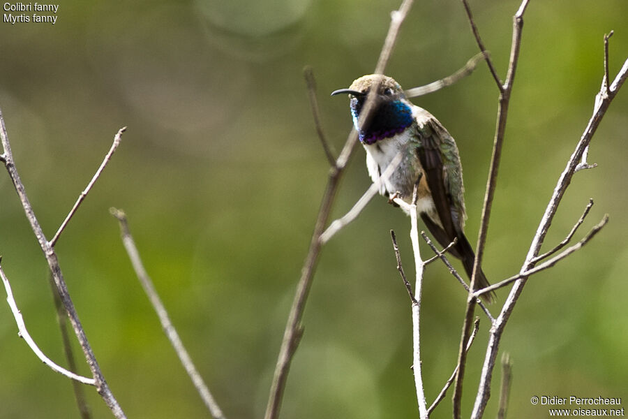 Colibri fanny mâle adulte