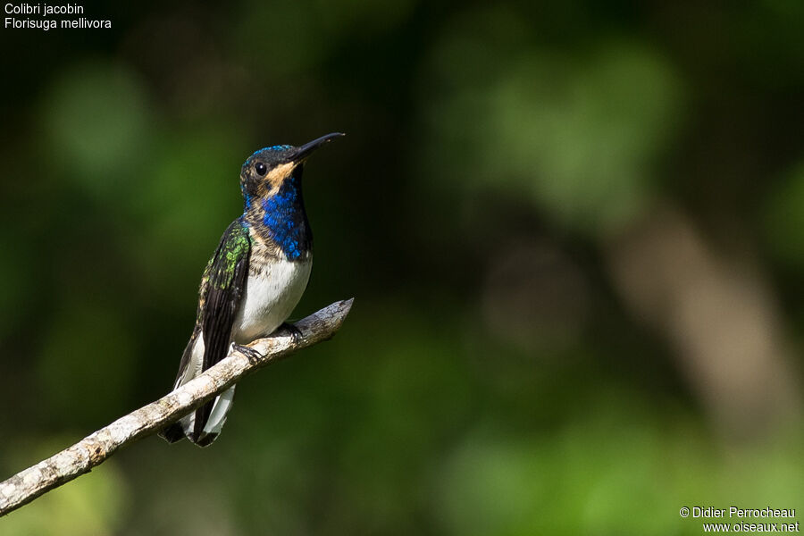 Colibri jacobin mâle juvénile