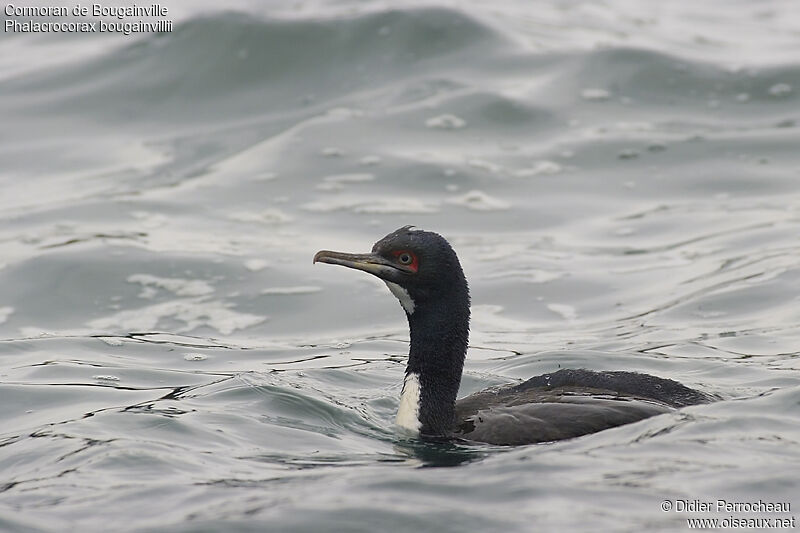 Guanay Cormorant, identification