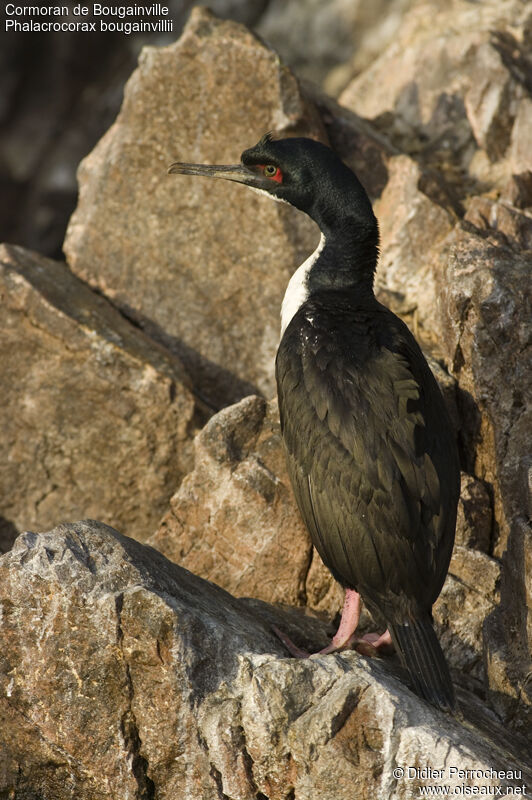 Guanay Cormorant, identification