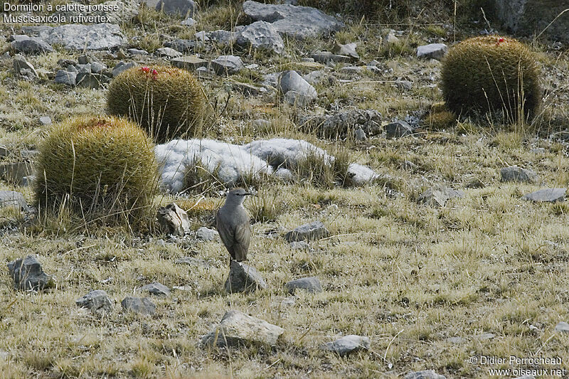 Rufous-naped Ground Tyrant