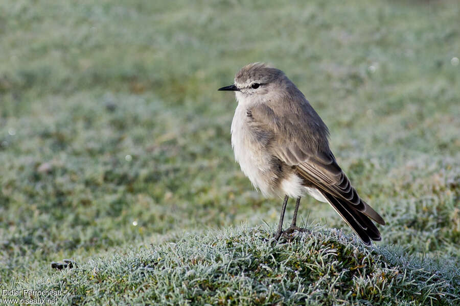 Dormilon à nuque jaune, identification