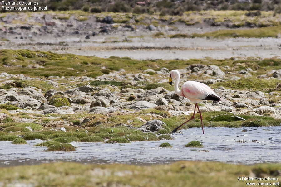 Flamant de James