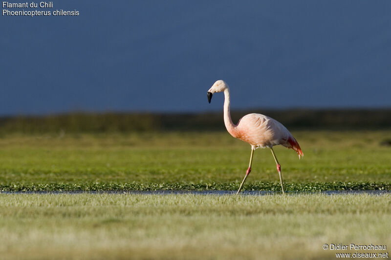 Flamant du Chili, marche