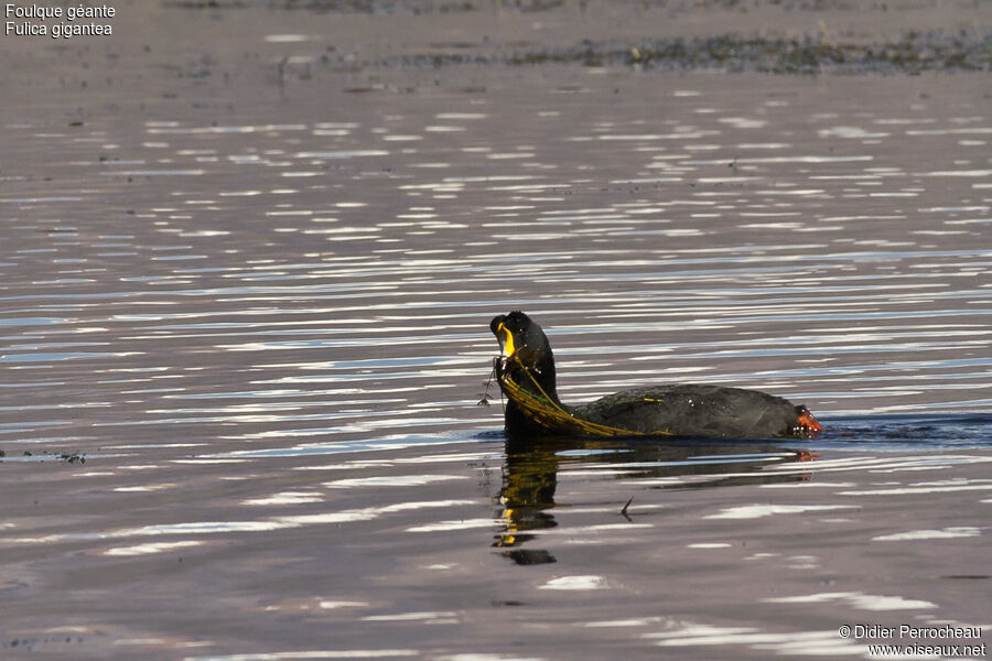Giant Coot