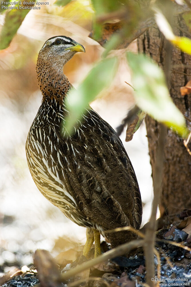 Francolin à double éperon