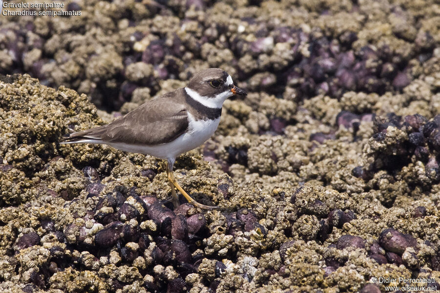 Semipalmated Plover