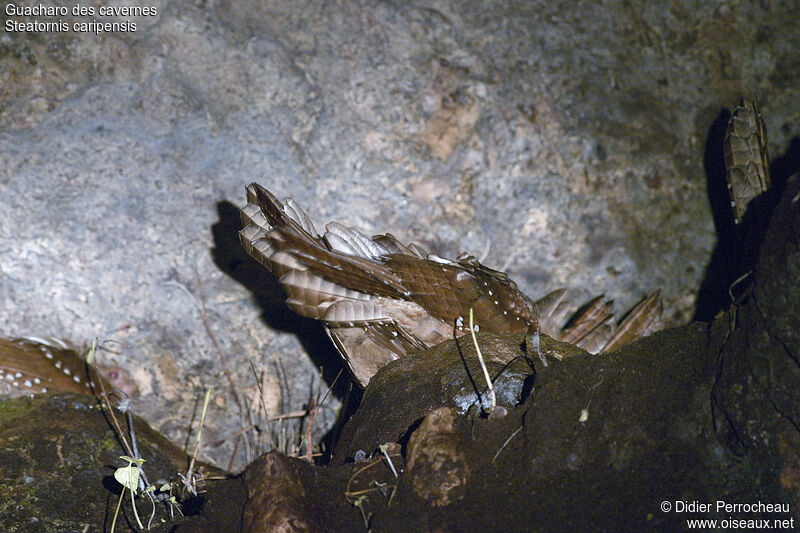 Guacharo des cavernes