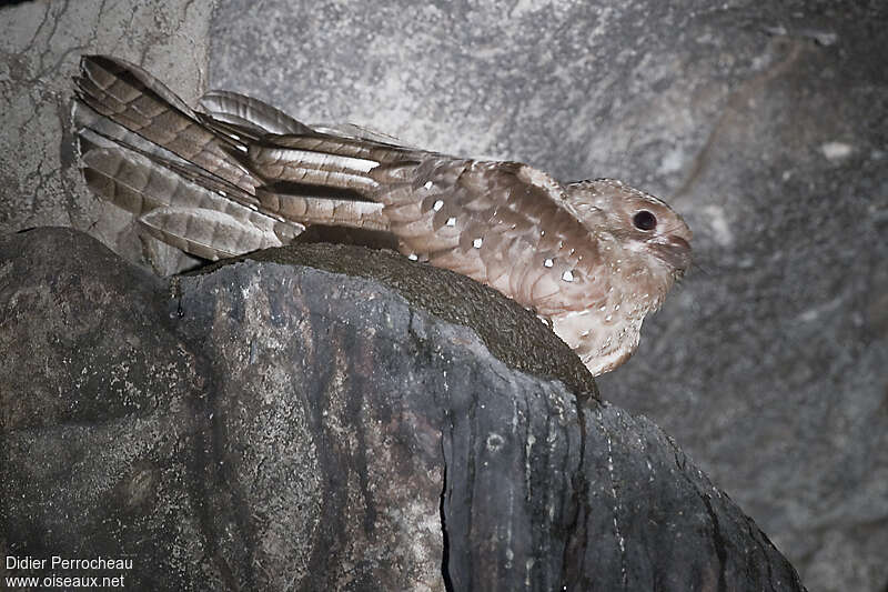 Guacharo des cavernesadulte, Nidification