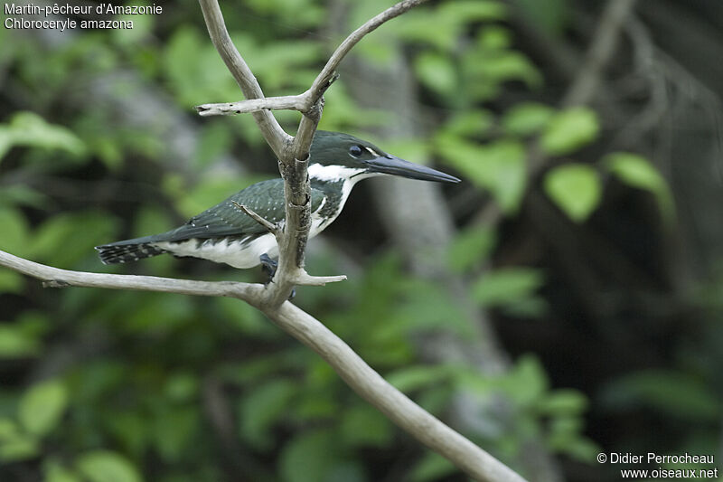 Martin-pêcheur d'Amazonie, identification
