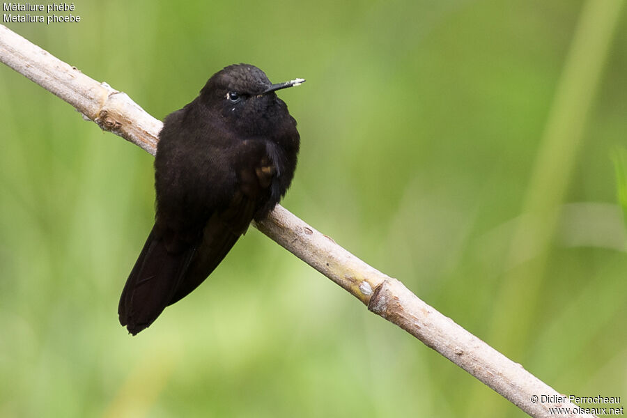 Black Metaltail female adult