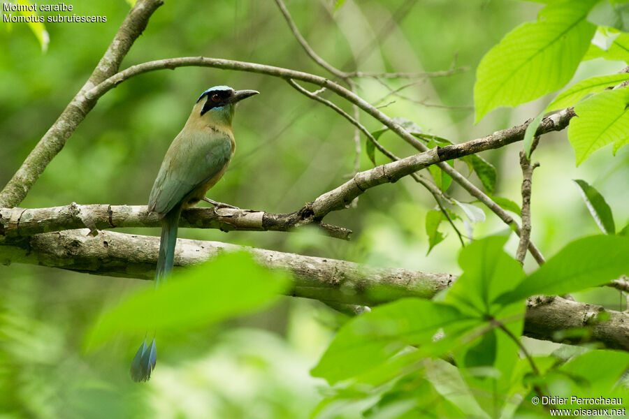 Whooping Motmot