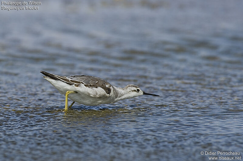 Phalarope de Wilson, identification