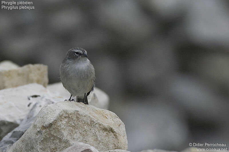 Phrygile plébéienadulte, identification