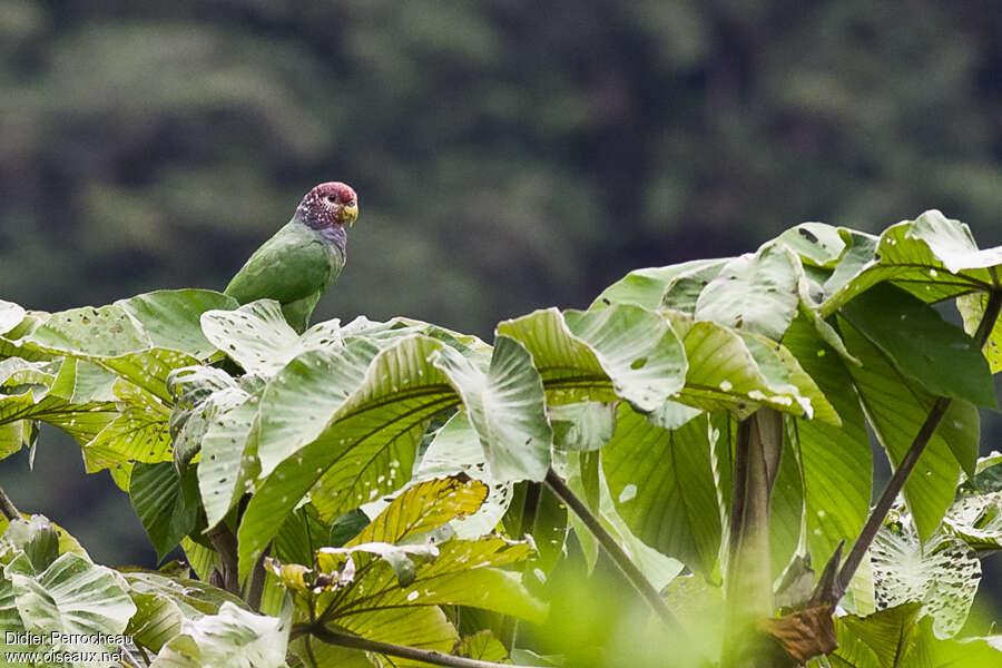 Plum-crowned Parrot, identification