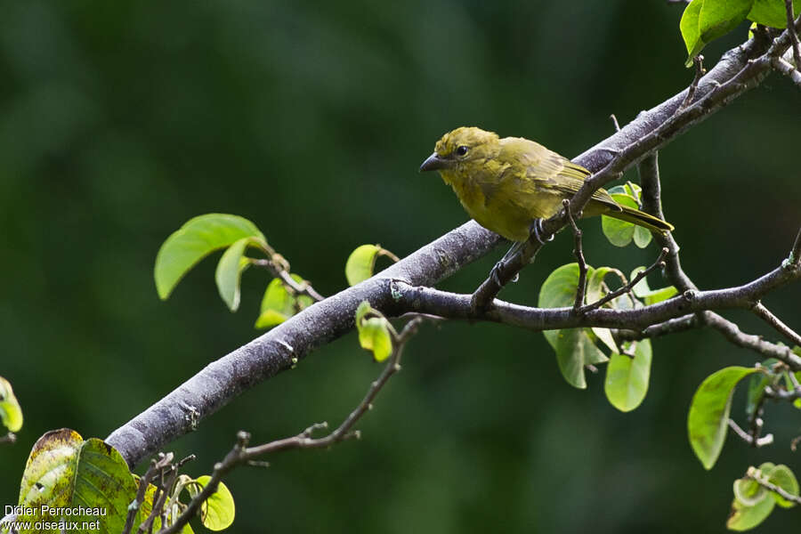 Hepatic Tanager female adult, identification