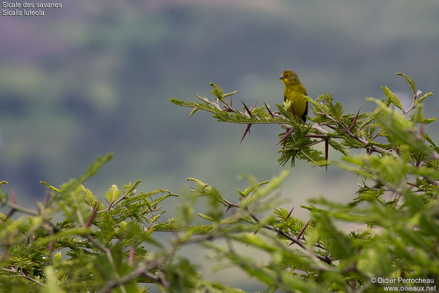 Grassland Yellow Finch