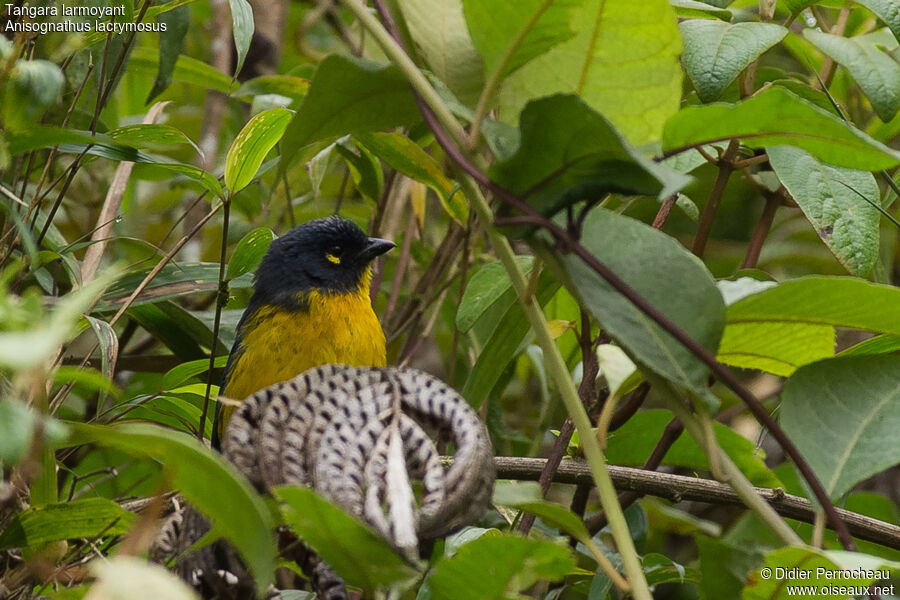 Tangara larmoyant